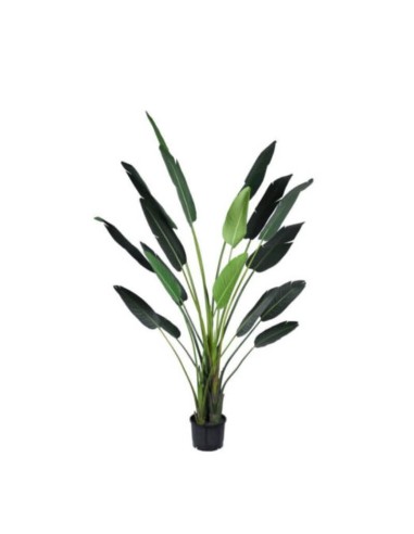 Planta ESTERLICIA realista 310 cm. Essentials®